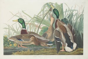 Anatra Germano Reale, 1834 da John James Audubon